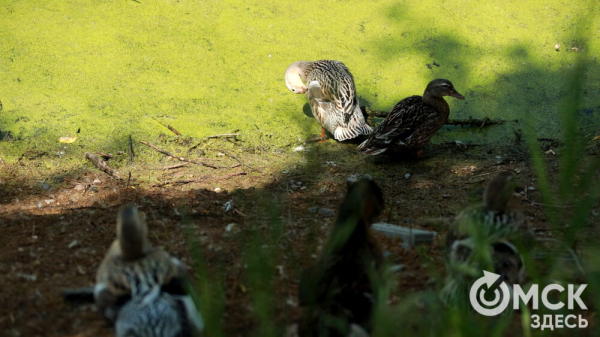 От псевдозебры до мадагаскарского таракана. Как трапезничают малыши и гиганты хищного мира
