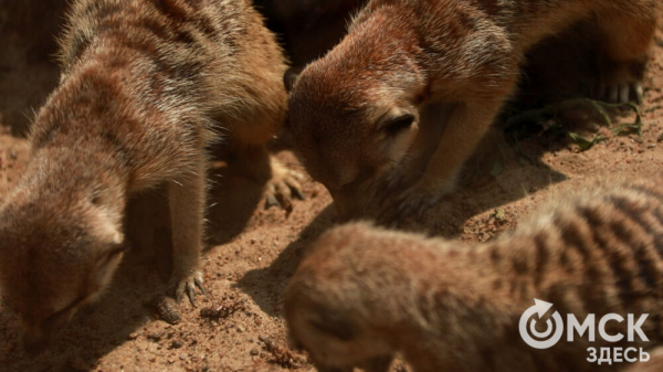 От псевдозебры до мадагаскарского таракана. Как трапезничают малыши и гиганты хищного мира