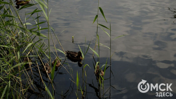 В "Птичьей гавани" устроили экологическую инвентаризацию