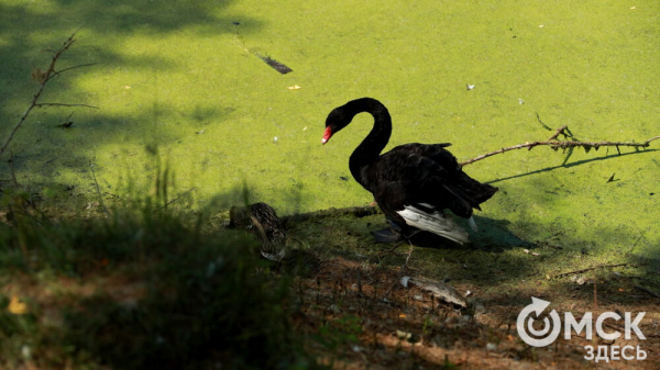 От псевдозебры до мадагаскарского таракана. Как трапезничают малыши и гиганты хищного мира