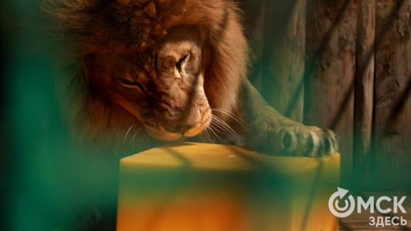 От псевдозебры до мадагаскарского таракана. Как трапезничают малыши и гиганты хищного мира