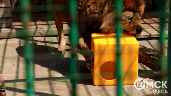 От псевдозебры до мадагаскарского таракана. Как трапезничают малыши и гиганты хищного мира