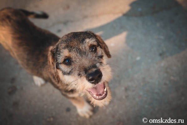В Омске готовятся принять новый законопроект о бездомных собаках