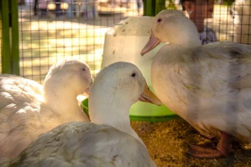 Запоминаем яркие моменты выставки «АгроОмск-2025»