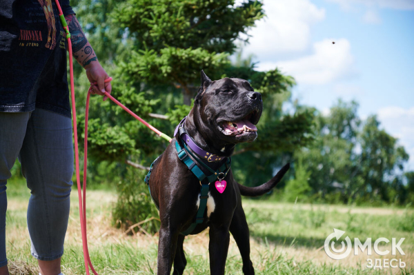 Про собак и про людей. В Омске открылся первый сибирский дог-френдли лагерь Про собак и про людей. В Омске открылся первый сибирский дог-френдли лагерь