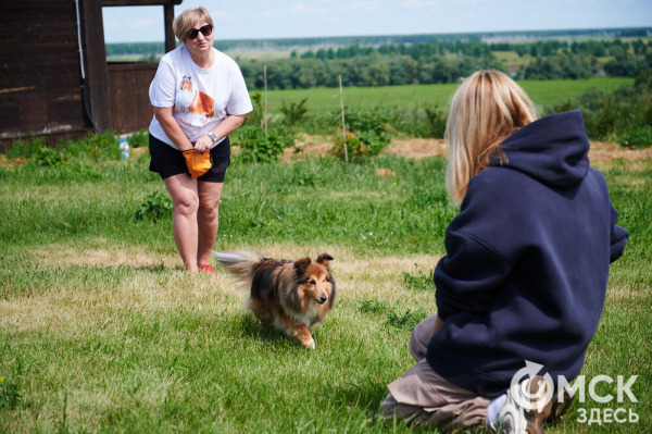 Про собак и про людей. В Омске открылся первый сибирский дог-френдли лагерь Про собак и про людей. В Омске открылся первый сибирский дог-френдли лагерь