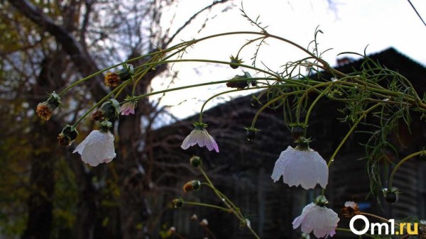 Cиноптики cпрогнозировали сильные дожди и грозы в Омске в начале августа