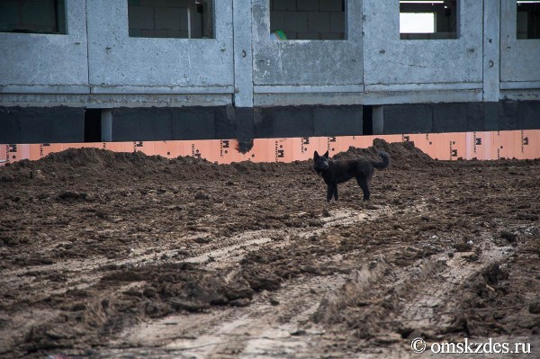 В Омске готовятся принять новый законопроект о бездомных собаках