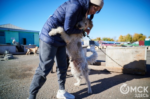 В Омске готовятся принять новый законопроект о бездомных собаках