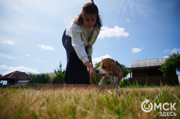 Про собак и про людей. В Омске открылся первый сибирский дог-френдли лагерь Про собак и про людей. В Омске открылся первый сибирский дог-френдли лагерь