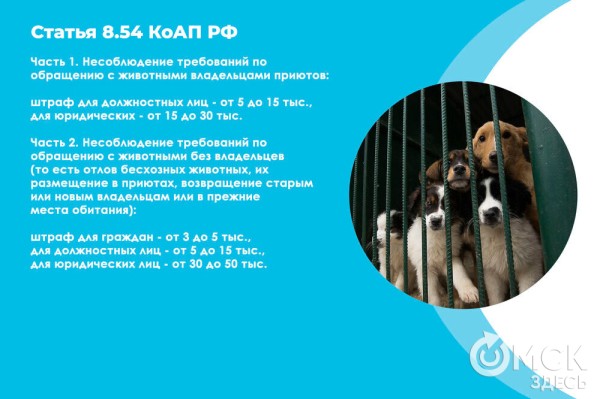 В Омске готовятся принять новый законопроект о бездомных собаках