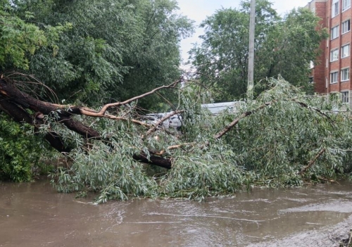 Мэр Шелест: бригады по Омску убирают поваленные деревья