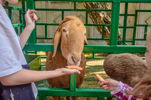 Запоминаем яркие моменты выставки «АгроОмск-2025»