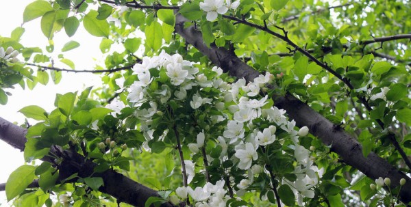 Омская яблоня-долгожитель хочет стать "Деревом года"