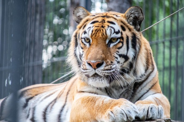 Тигр в твоём сердце: тайны амурских хищников в Большереченском зоопарке Тигр в твоём сердце: тайны амурских хищников в Большереченском зоопарке