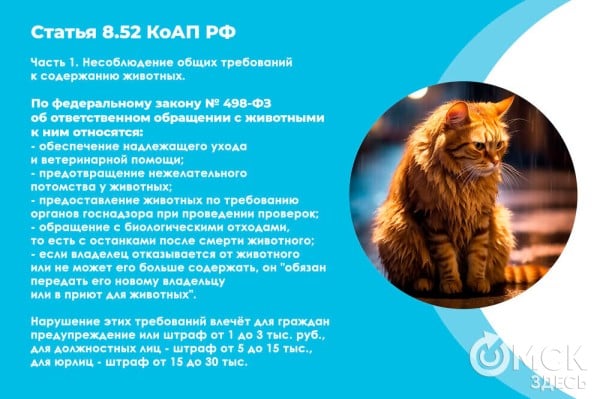 В Омске готовятся принять новый законопроект о бездомных собаках