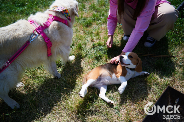 Про собак и про людей. В Омске открылся первый сибирский дог-френдли лагерь Про собак и про людей. В Омске открылся первый сибирский дог-френдли лагерь