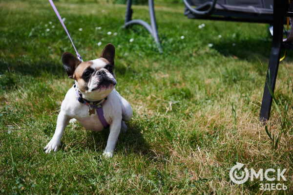 Про собак и про людей. В Омске открылся первый сибирский дог-френдли лагерь Про собак и про людей. В Омске открылся первый сибирский дог-френдли лагерь