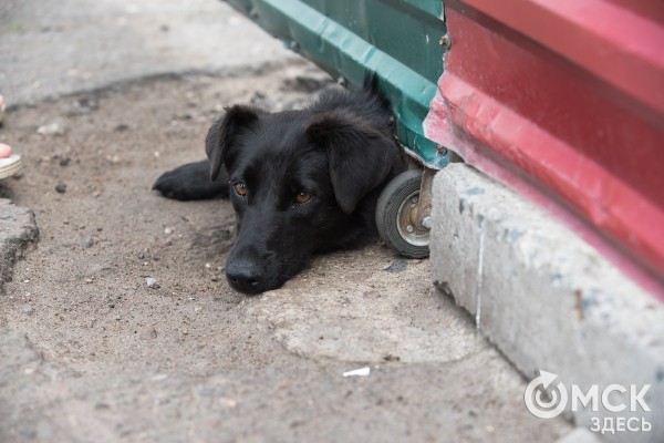 В Омске готовятся принять новый законопроект о бездомных собаках