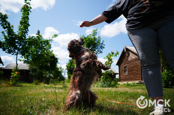 Про собак и про людей. В Омске открылся первый сибирский дог-френдли лагерь Про собак и про людей. В Омске открылся первый сибирский дог-френдли лагерь