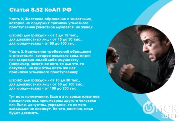 В Омске готовятся принять новый законопроект о бездомных собаках