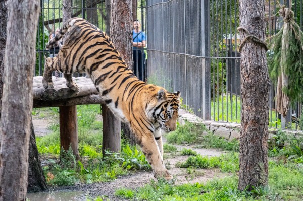 Тигр в твоём сердце: тайны амурских хищников в Большереченском зоопарке Тигр в твоём сердце: тайны амурских хищников в Большереченском зоопарке