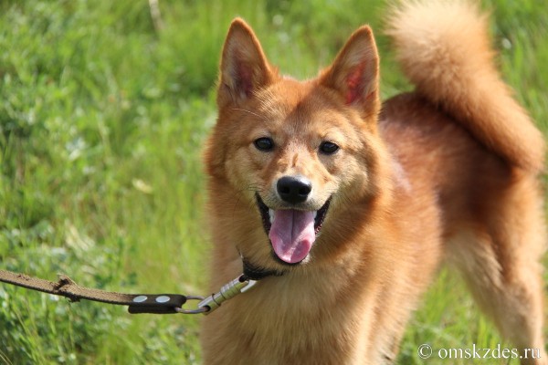 В Омске готовятся принять новый законопроект о бездомных собаках
