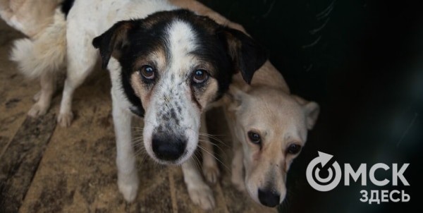В Омске готовятся принять новый законопроект о бездомных собаках