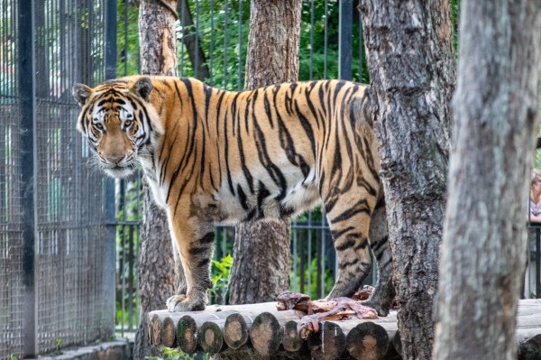 Тигр в твоём сердце: тайны амурских хищников в Большереченском зоопарке Тигр в твоём сердце: тайны амурских хищников в Большереченском зоопарке
