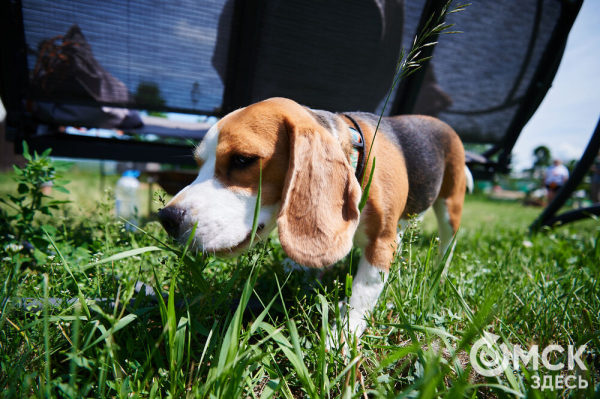 Про собак и про людей. В Омске открылся первый сибирский дог-френдли лагерь Про собак и про людей. В Омске открылся первый сибирский дог-френдли лагерь