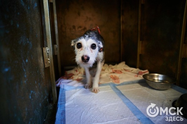 В Омске готовятся принять новый законопроект о бездомных собаках