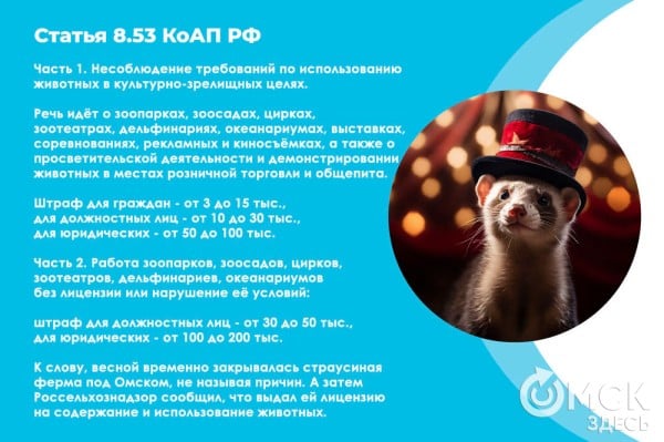 В Омске готовятся принять новый законопроект о бездомных собаках