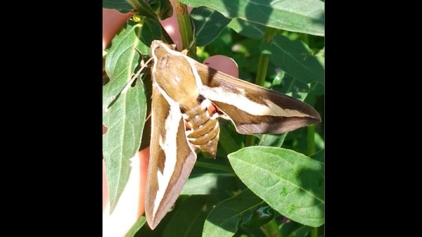 В омском дендропарке им. Гензе заметили особо крупных бабочек