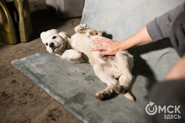 В Омске готовятся принять новый законопроект о бездомных собаках
