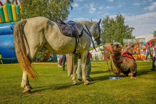 Запоминаем яркие моменты выставки «АгроОмск-2025»