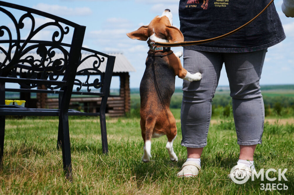 Про собак и про людей. В Омске открылся первый сибирский дог-френдли лагерь Про собак и про людей. В Омске открылся первый сибирский дог-френдли лагерь