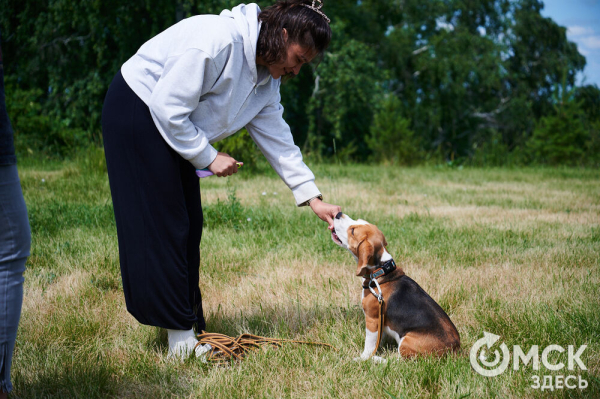 Про собак и про людей. В Омске открылся первый сибирский дог-френдли лагерь Про собак и про людей. В Омске открылся первый сибирский дог-френдли лагерь