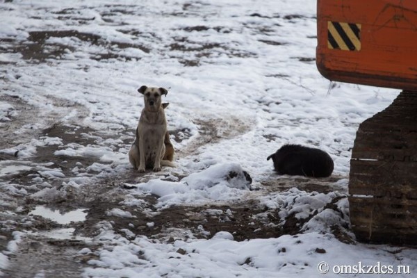 В Омске готовятся принять новый законопроект о бездомных собаках