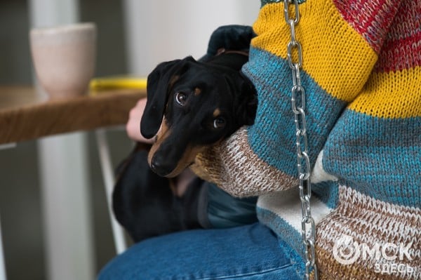 В Омске готовятся принять новый законопроект о бездомных собаках