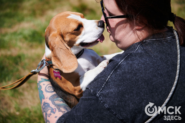 Про собак и про людей. В Омске открылся первый сибирский дог-френдли лагерь Про собак и про людей. В Омске открылся первый сибирский дог-френдли лагерь