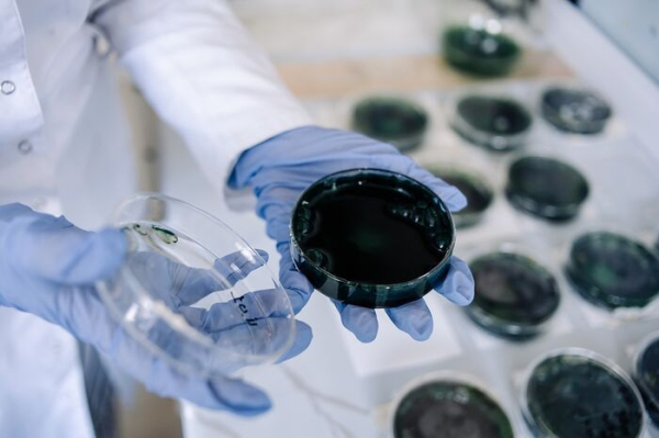 В Омске создали сладости, поднимающие белок и железо