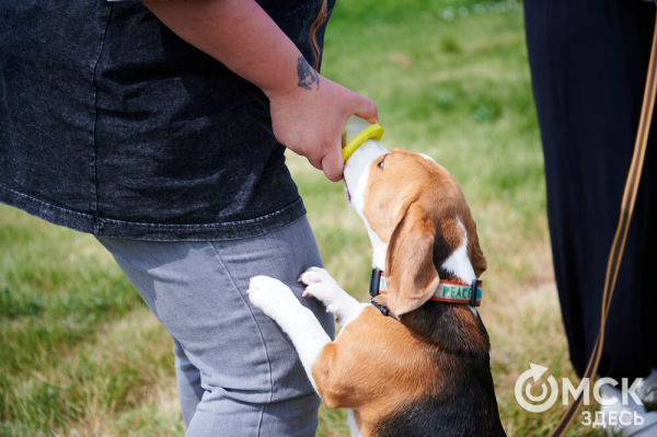 Про собак и про людей. В Омске открылся первый сибирский дог-френдли лагерь Про собак и про людей. В Омске открылся первый сибирский дог-френдли лагерь