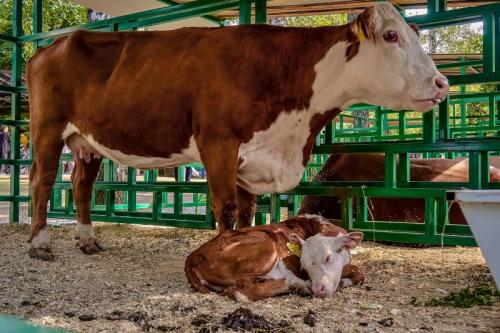 Запоминаем яркие моменты выставки «АгроОмск-2025»