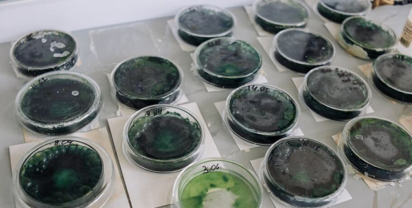 В Омске создали сладости, поднимающие белок и железо