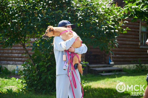 Про собак и про людей. В Омске открылся первый сибирский дог-френдли лагерь Про собак и про людей. В Омске открылся первый сибирский дог-френдли лагерь
