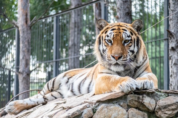 Тигр в твоём сердце: тайны амурских хищников в Большереченском зоопарке Тигр в твоём сердце: тайны амурских хищников в Большереченском зоопарке
