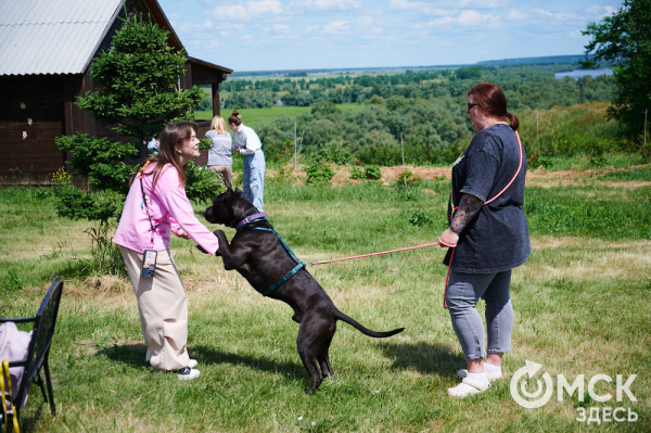 Про собак и про людей. В Омске открылся первый сибирский дог-френдли лагерь Про собак и про людей. В Омске открылся первый сибирский дог-френдли лагерь