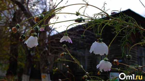 В МЧС предупредили омичей о ливнях и грозах: когда начнётся буря