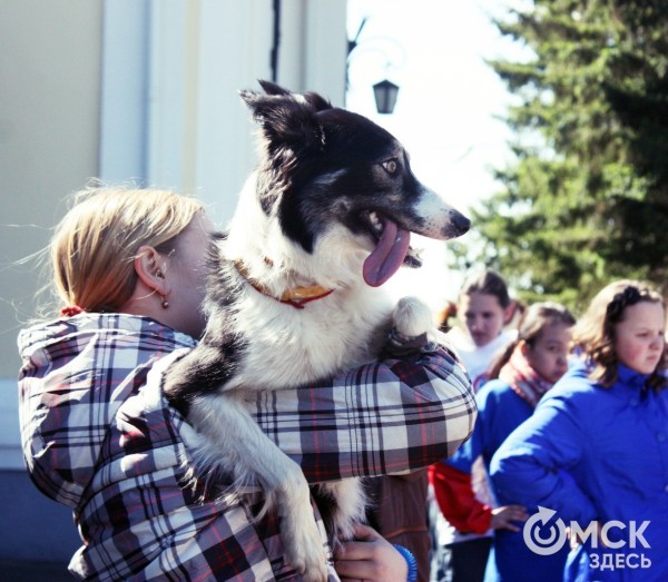 В Омске готовятся принять новый законопроект о бездомных собаках
