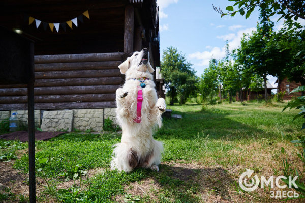 Про собак и про людей. В Омске открылся первый сибирский дог-френдли лагерь Про собак и про людей. В Омске открылся первый сибирский дог-френдли лагерь